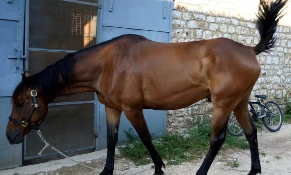 Φωτιά στη Βάρης – Κορωπίου - Εκκενώνεται ο ιππικός όμιλος Βάρης
